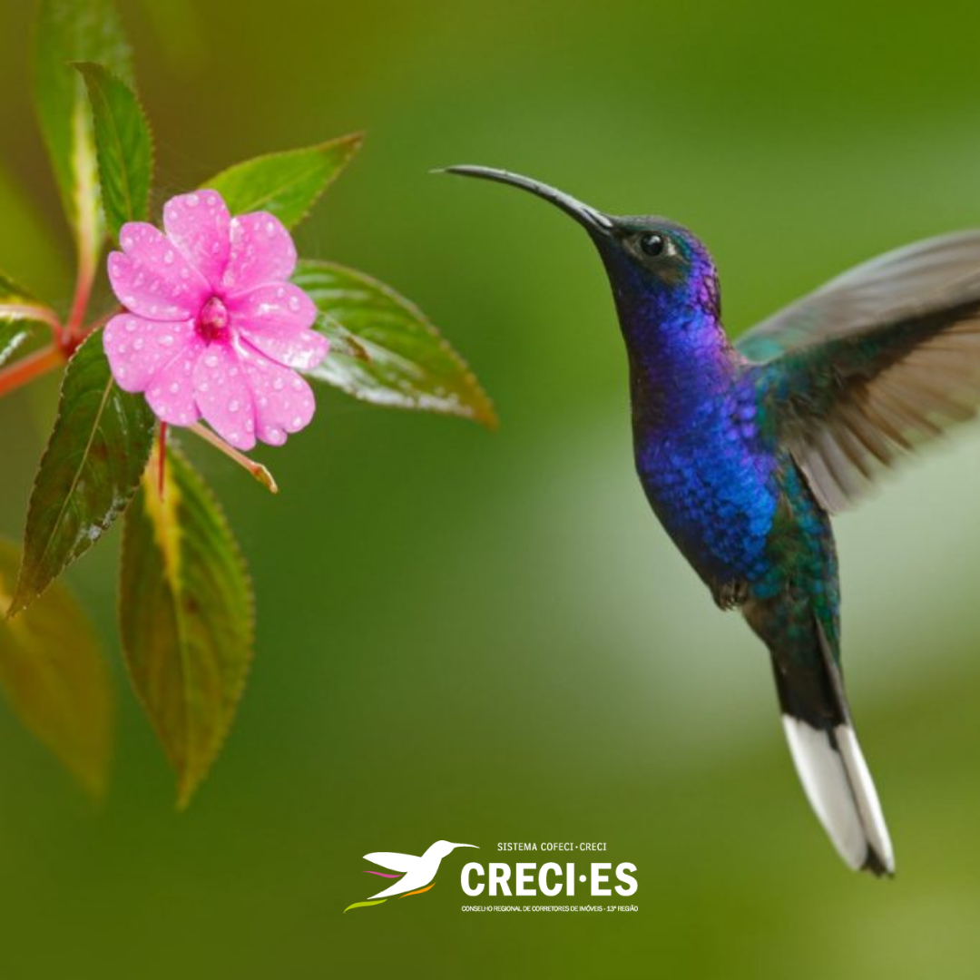 colibri e o corretor